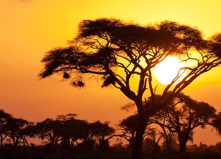 A view of the Kenyan savanna during sunset.