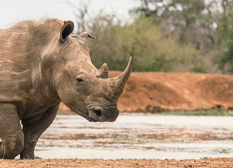 A lone rhino wandering the savanna in Eswatini.