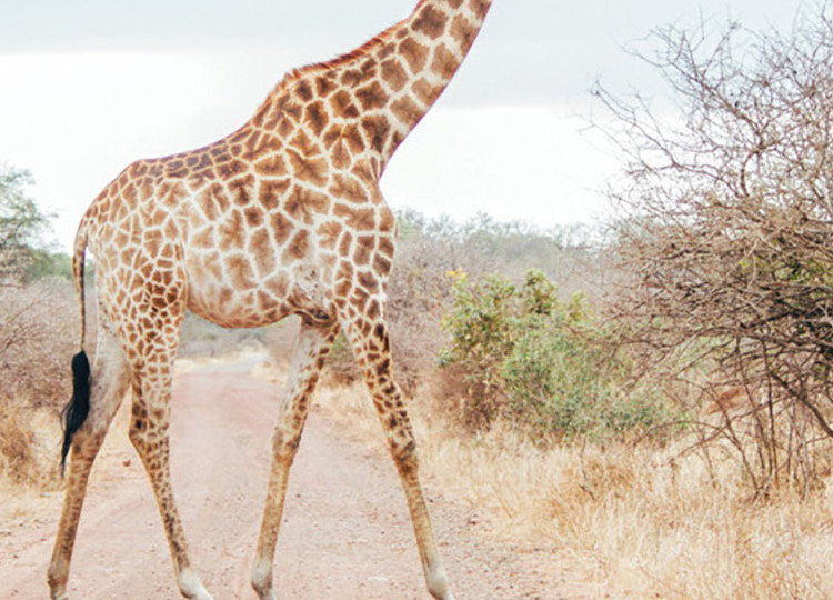 A giraffe grazing in the South African savanna.